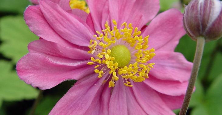 Anemone hybrida (x) 'Pamina'